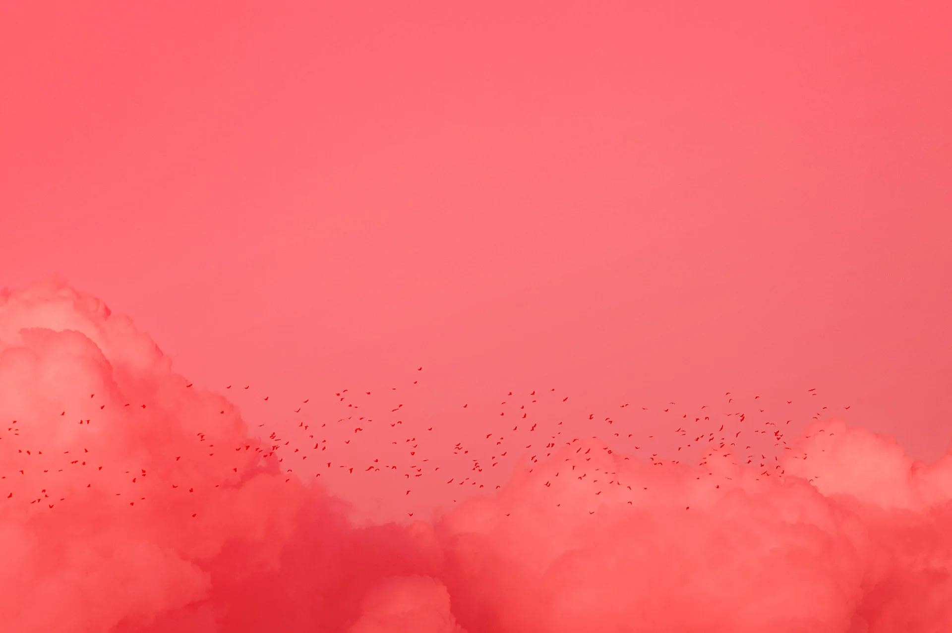 coral-birds-background.jpg