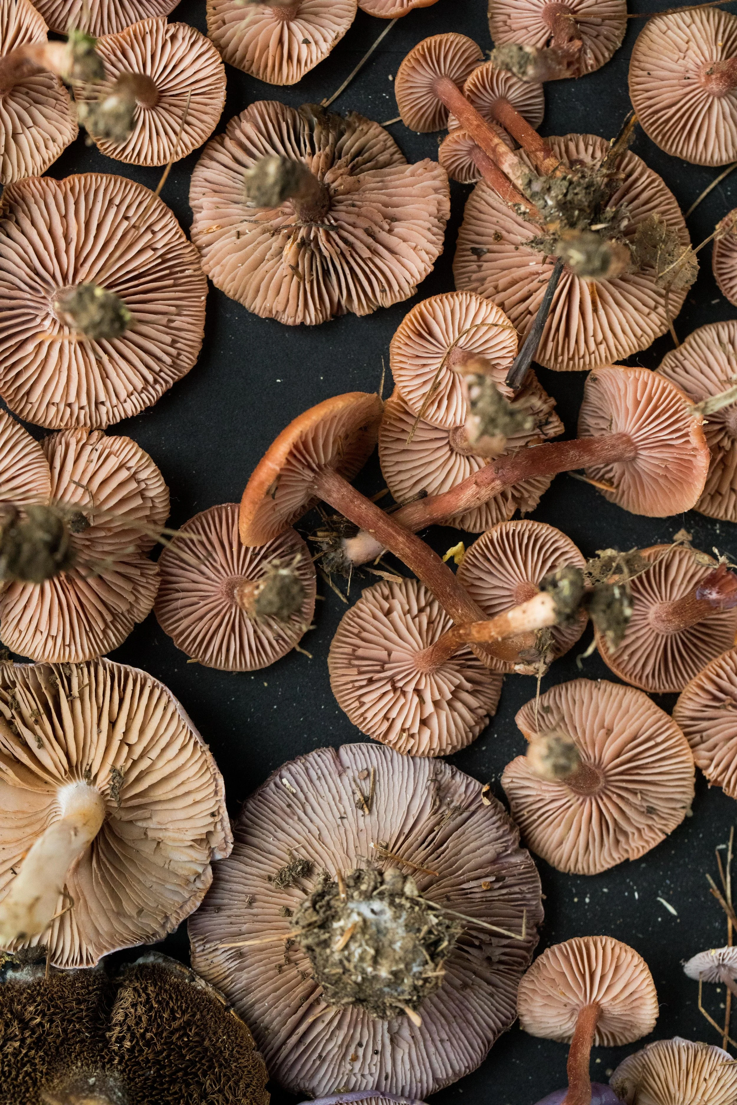 mushrooms_vertical.jpg