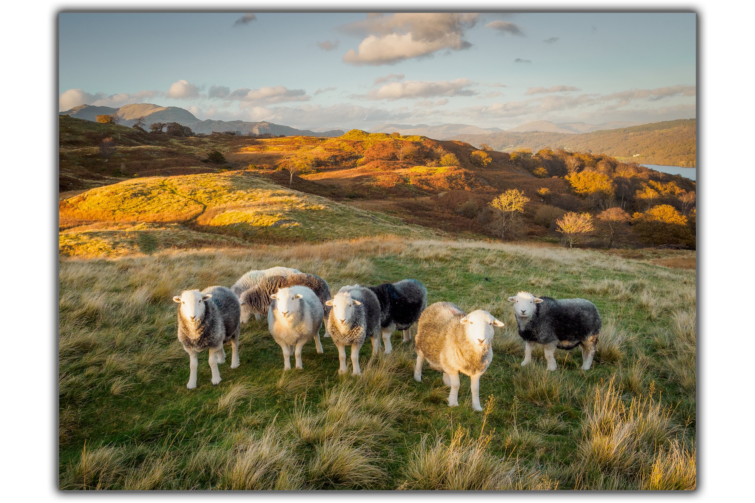 Coniston Herdwicks Shadow.jpg