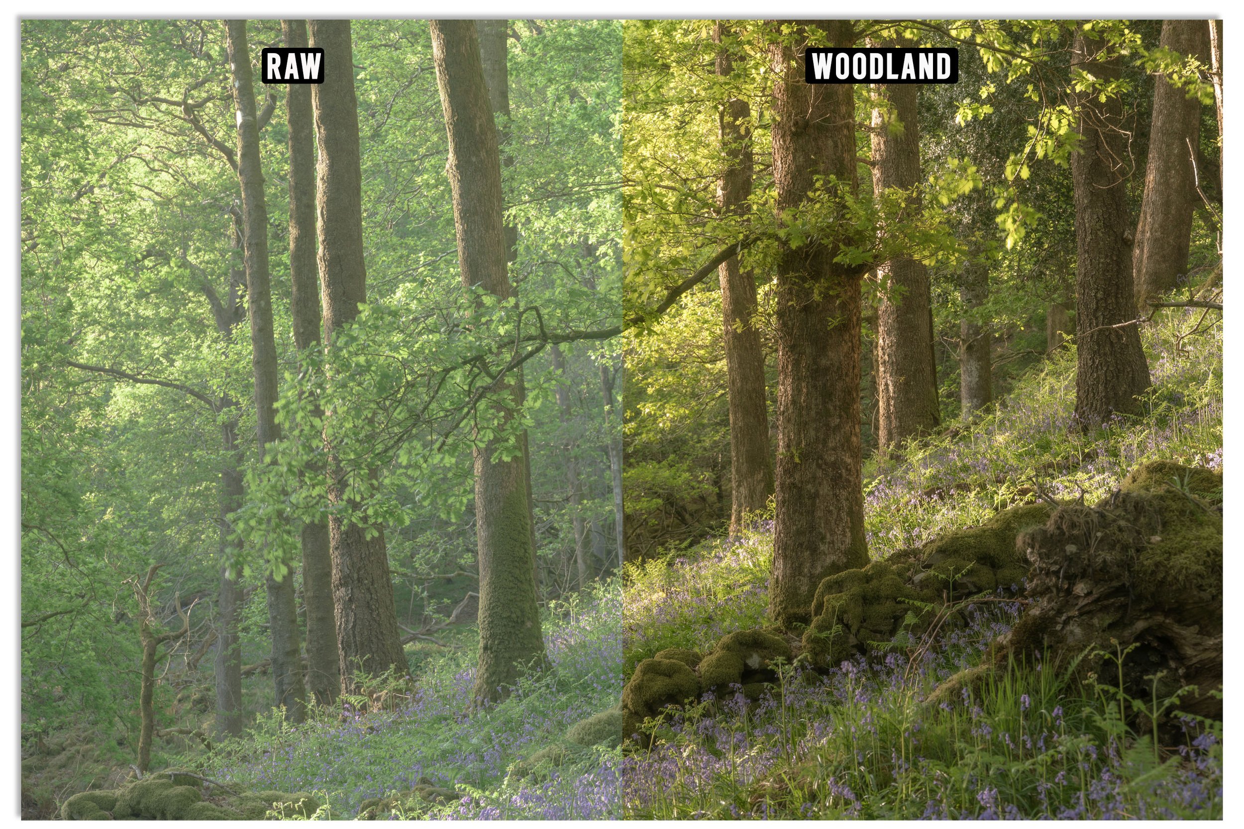 Woodland 1.jpg