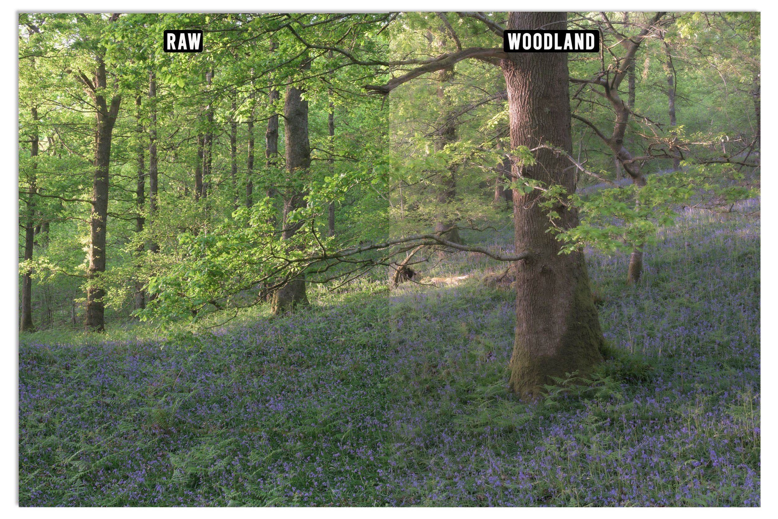 Woodland 2.jpg