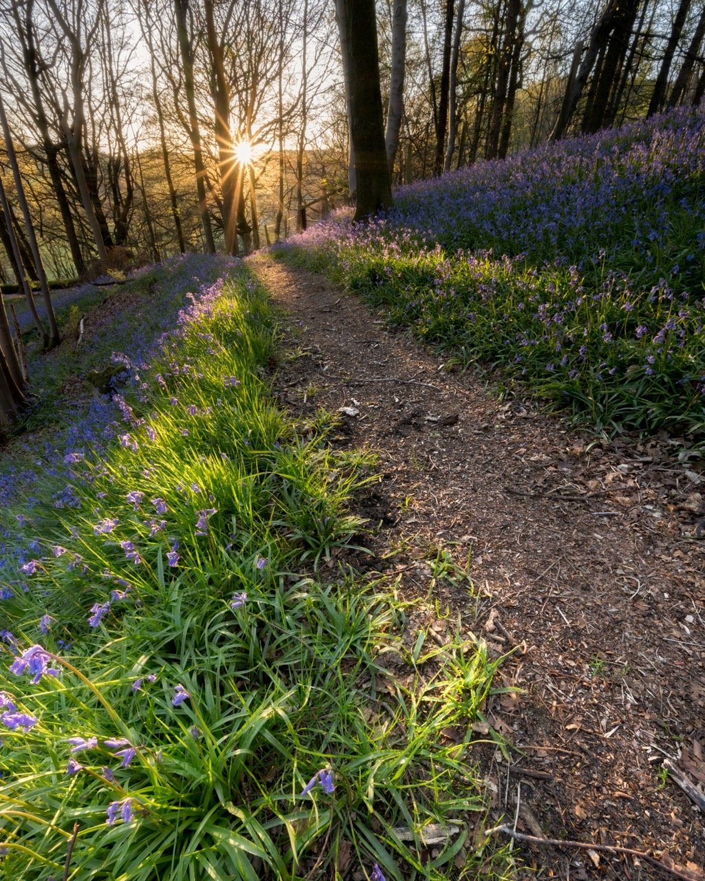 Cumbria Bluebells-4 Large.jpeg