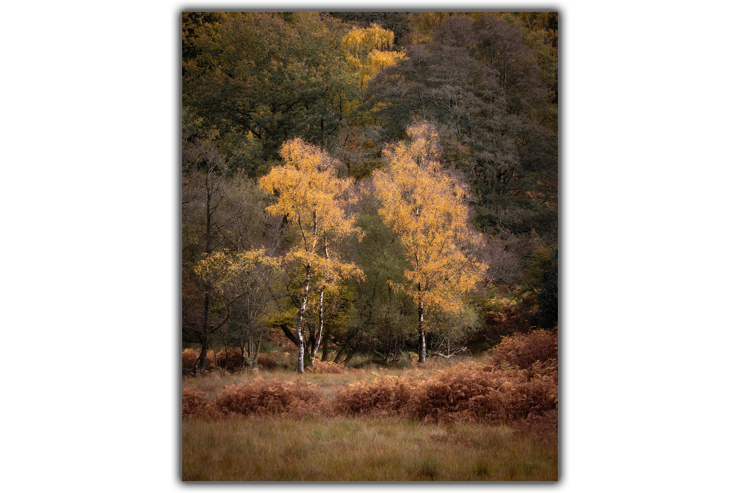 Autumn Birch Shadow.jpg