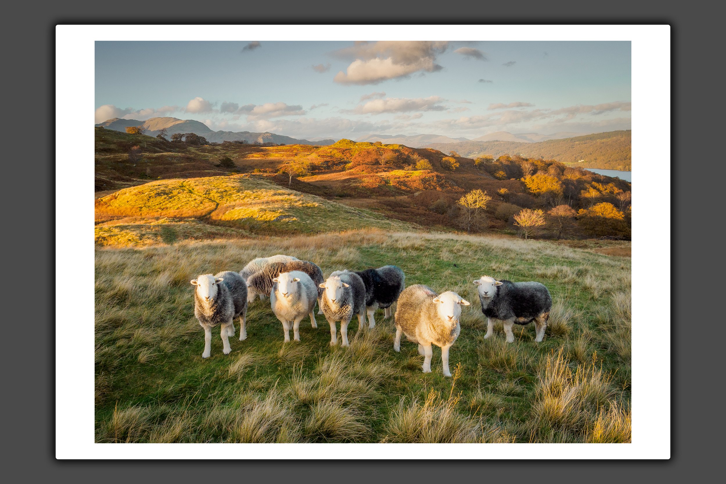 Coniston Herdwicks.jpg