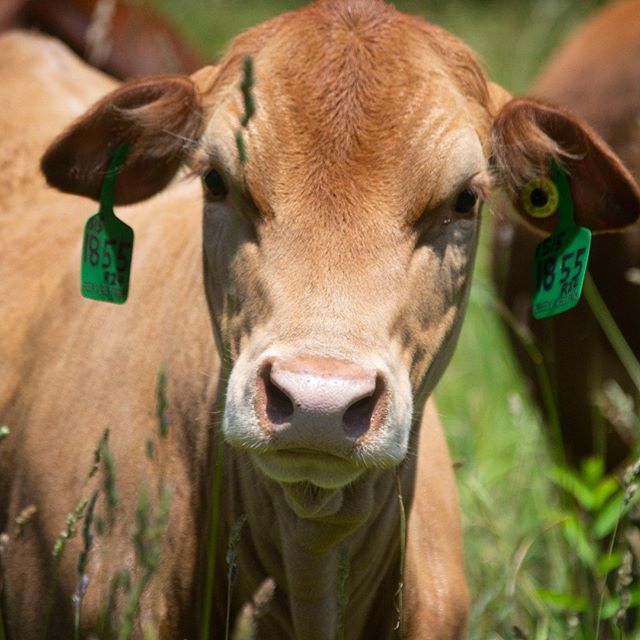 Portraits of a cow; Ol&rsquo; Flop Ear, just grazing and chillin&rsquo; in the Ohio #heatwave last week. One piece of grass interrupted her beautiful pose but still, #nophotoshopneeded
. 
#farmsofinstagram #ohiofarm #localfood #knowyourfarmer #grassf
