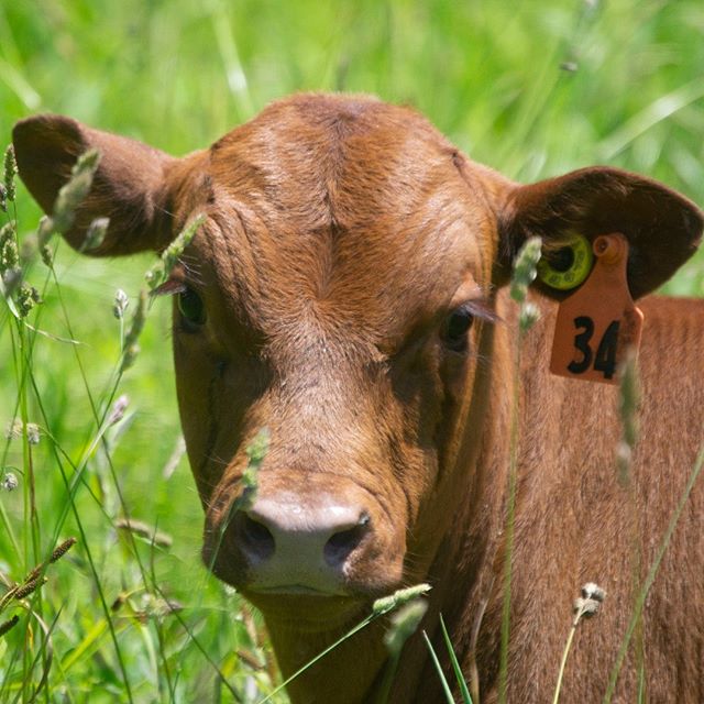 Portraits of a cow; happy, in their element, and not loving my tiger-crouching to get a good shot.
. 
#farmsofinstagram #ohiofarmers #localfood #knowyourfarmer #grassfed #pastureraised #soilhealth #southpollcattle #gregjudy #regenerativefarming #rota