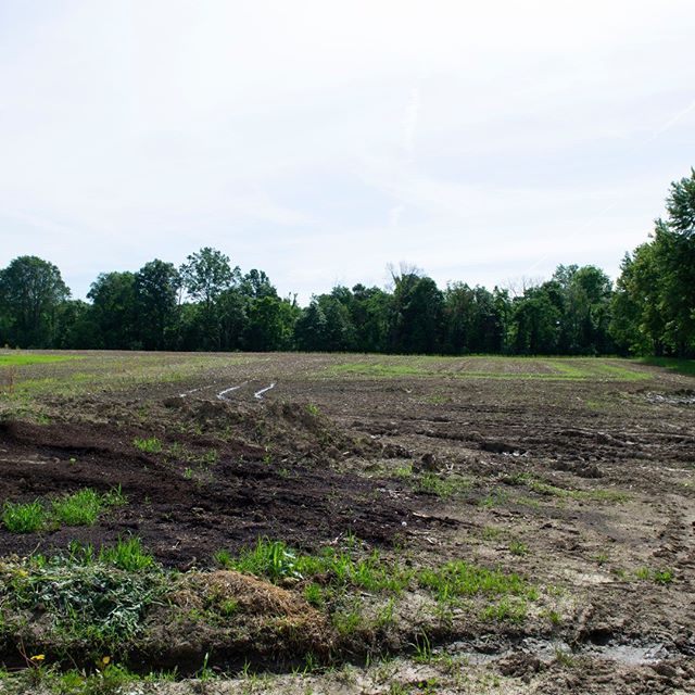 Farm tour with Ted at Ohio Earth Food Micro Farm Project @ohioearthfood. This project, located in #johnstownohio -- about 30 minutes northeast of #columbusohio -- is like renting office space but for growing produce instead. Several acres are availab