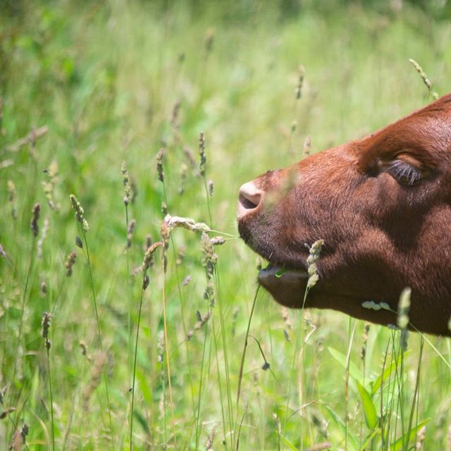 Portraits of a cow; grass-fed #southpollcattle  The cows regulate their own diet; they are some great grazers. Lets us work smarter, not harder.

#farmsofinstagram #ohiofarmers #localfood #knowyourfarmer #grassfed #pastureraised #soilhealth #gregjudy