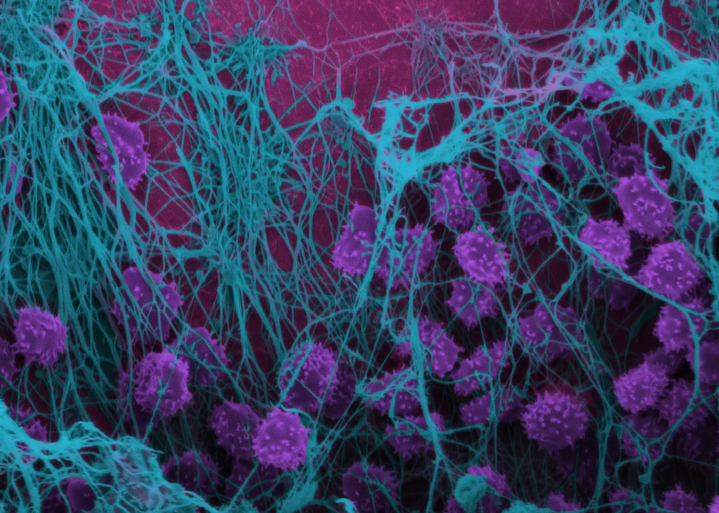 We were able to recapitulate thrombosis, caused by a monoclonal antibody called Hu5c8, in our Organ-Chip