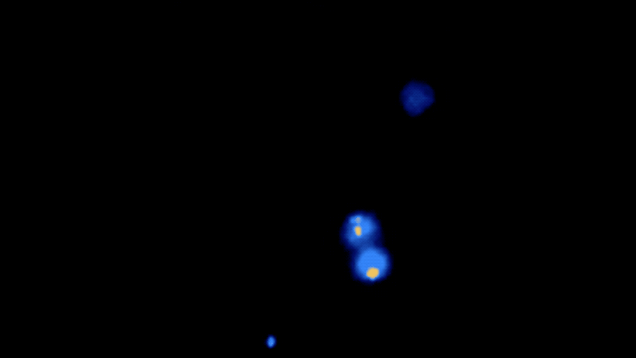  Immune cells (blue) engulfing bacteria (yellow) in the Lung-Chip 