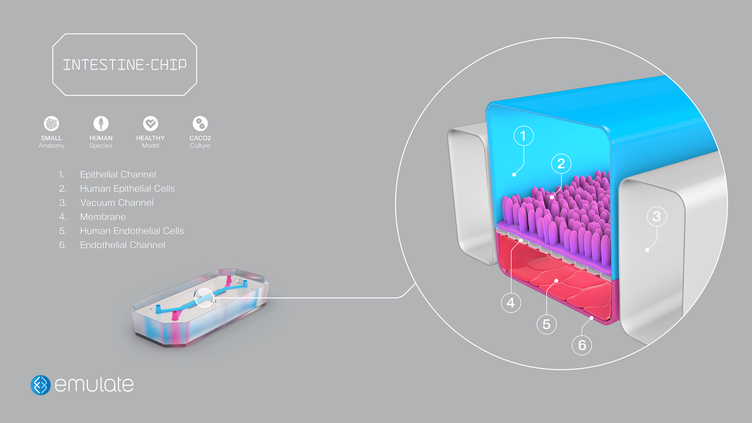 Intestine-Chip Diagram