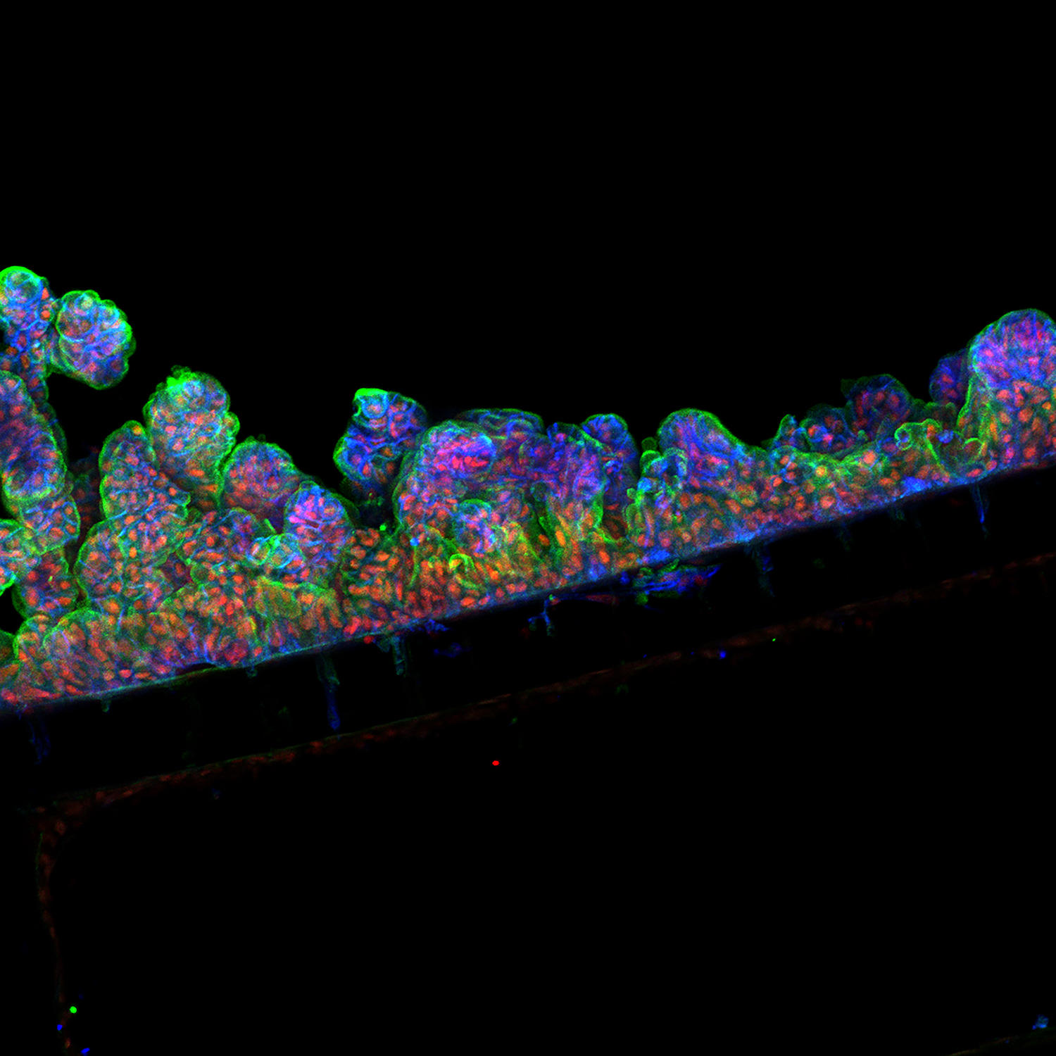 Intestinal lining