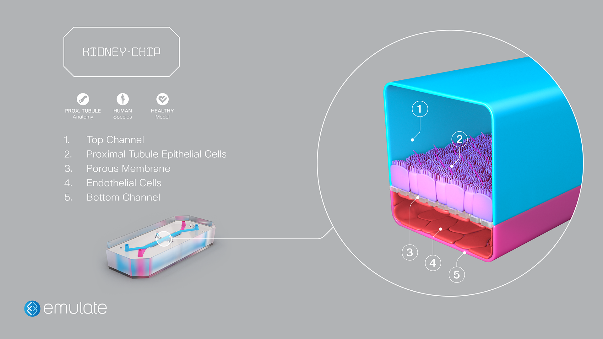 Kidney-Chip Diagram