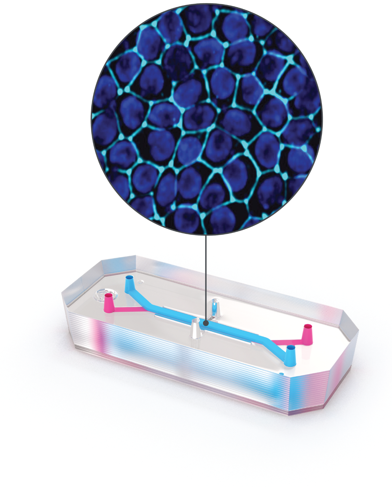 Kidney-Chip_Callout-resized_2.png