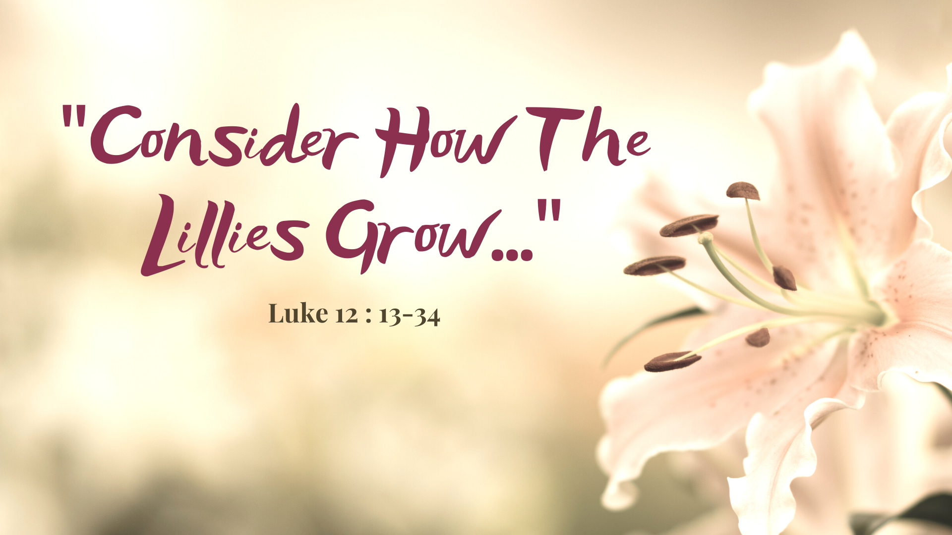 Consider How the Lillies Grow