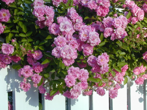 Picture1-500x374.png