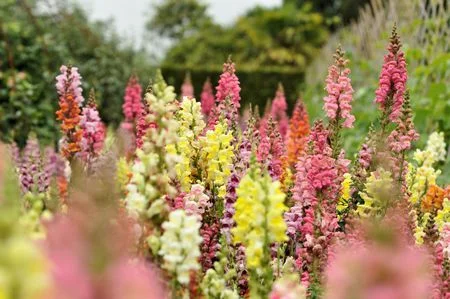 Snapdragons.jpg