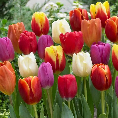 tulips-500x500.jpg