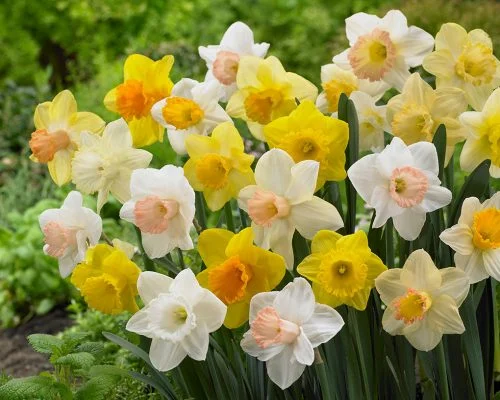 Narcissus-trumpet-mix-500x400.jpg