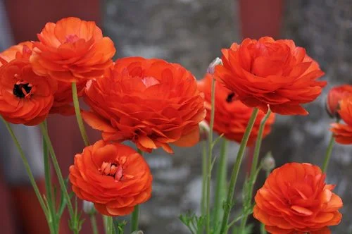 ranunculus--500x332.jpg