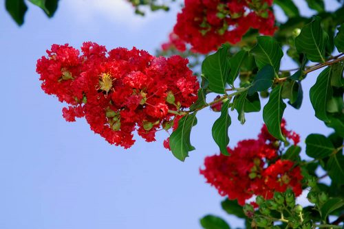 crape-myrtle-red-500x334.jpg