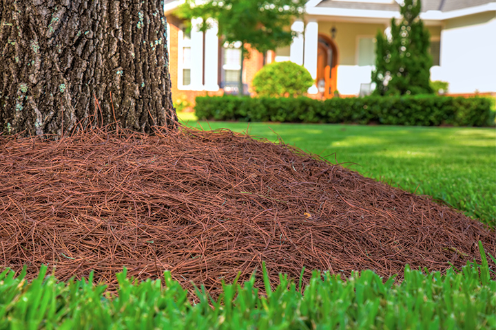 Pine-Straw-21.jpg
