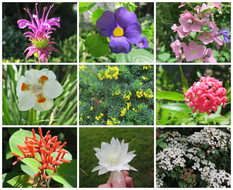 (From left to right) Bee Balm, Thunbergia, Tahitian Hat, Iris, Cassia Corymbosa, Rondeletia, Hamelia, Eucharist Lily, Tinus Viburnum