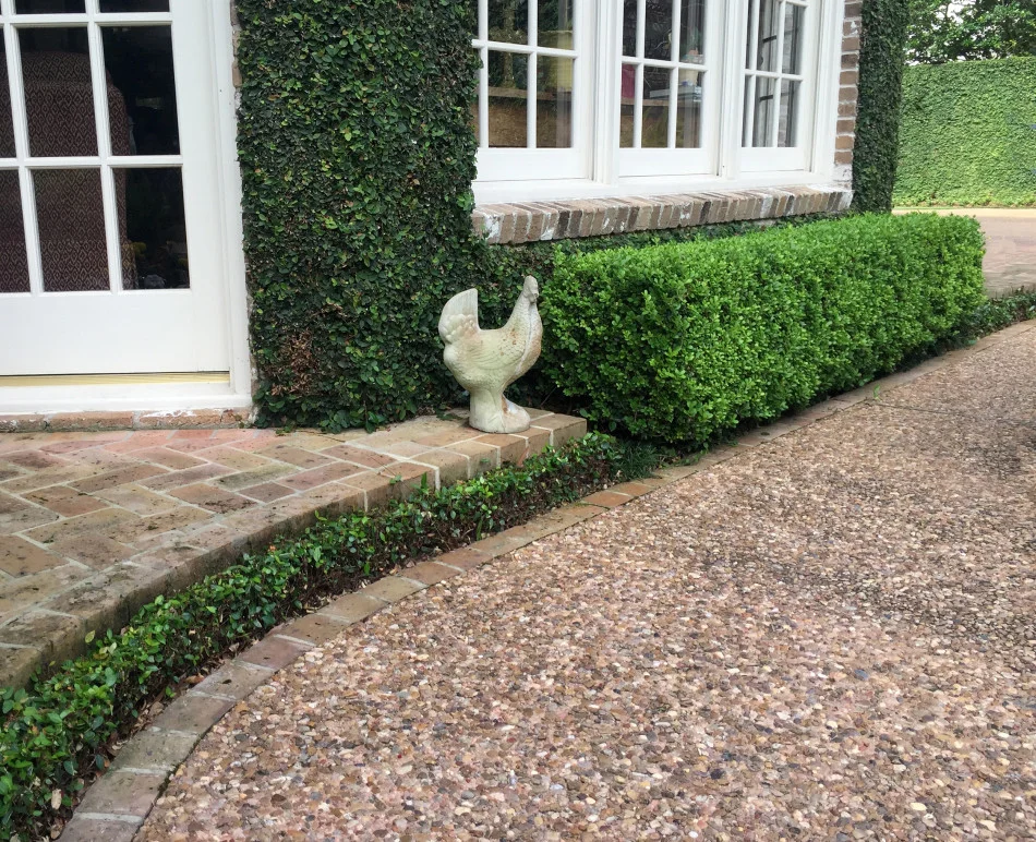 Asian jasmine band leads to a wall-covering fig ivy behind a boxwood hedge.