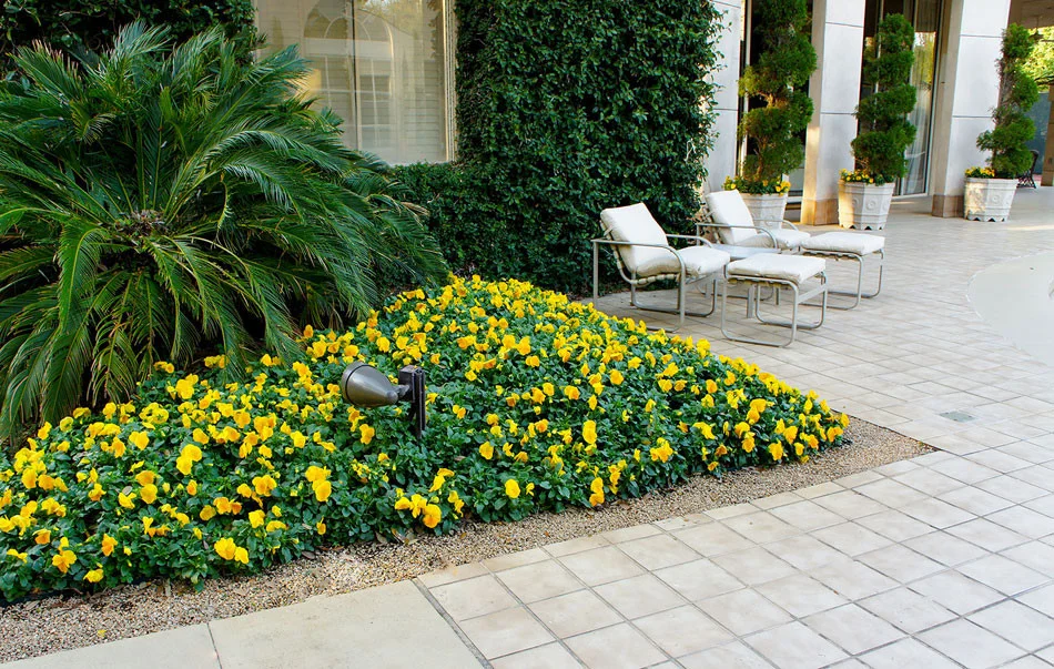 Outdoor lounge seating sits beside seasonal color framed by poolside hardscape. Container grown Italian cypress and spiral juniper add interesting visual elements and a grand, ivy-covered wall give the space a geometric, art deco appeal.