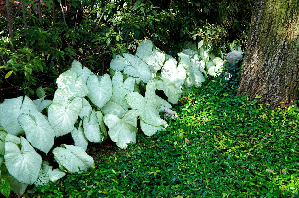 English ivy covers oak tree roots and is framed by white caladiums.