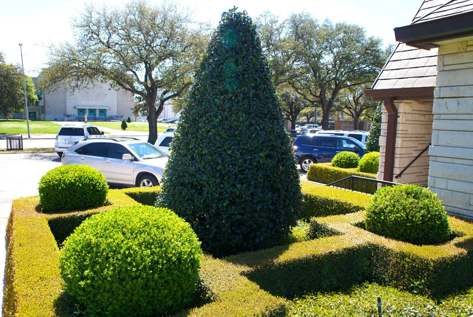 Geometric boxwood hedges are anchored with boxwood globes and a large, cone-shaped Oakleaf Holly.