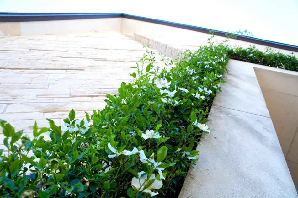 A blooming Cherokee Climbing Rose frames the top of the chapel entryway.