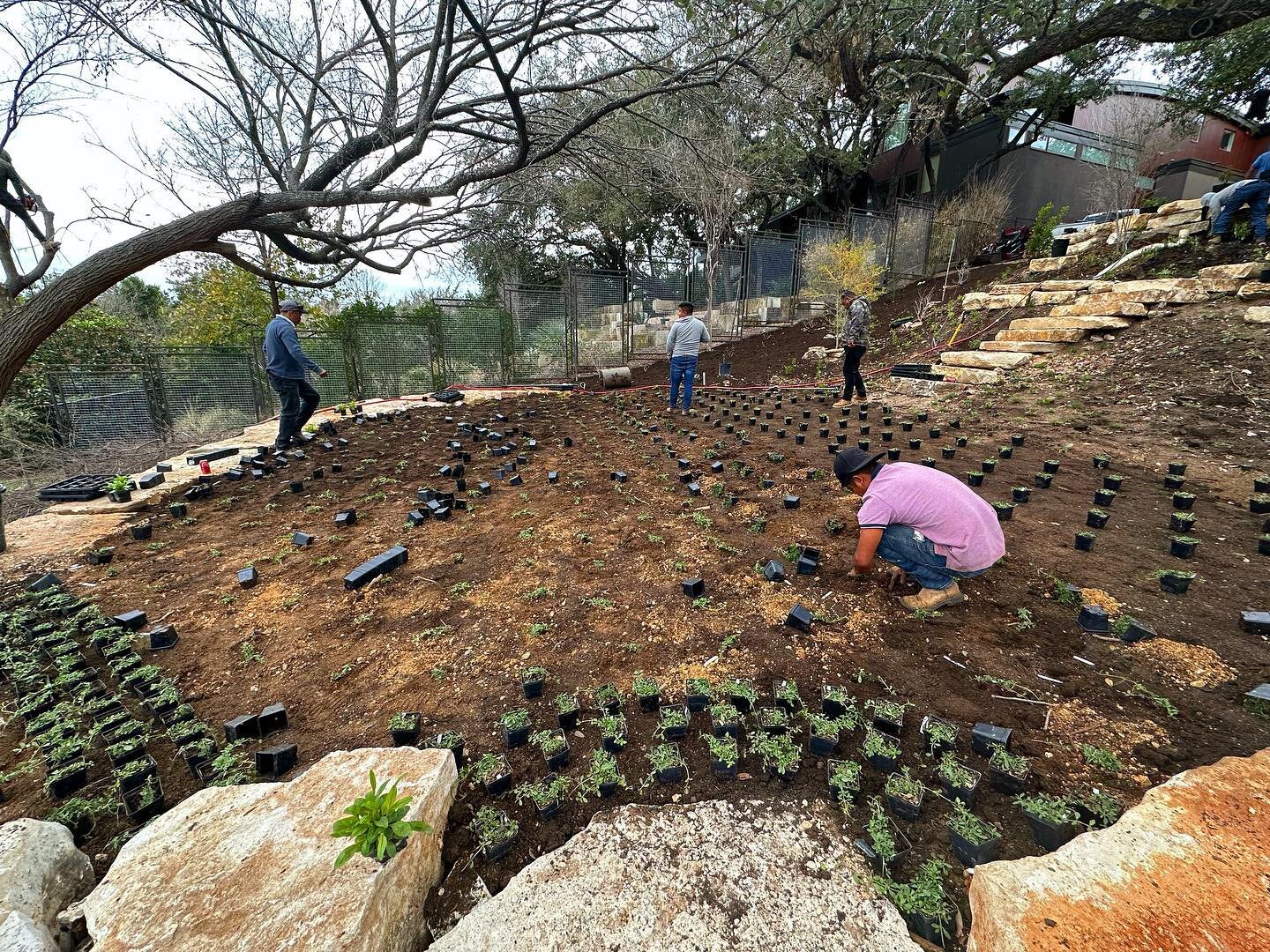 Installing a frog fruit lawn in back to match the one we put in front! We planting 700 plants to cover this large gathering space and swaths of the slope leading down from the upper terrace. The edges are dotted with seasonal flowers and native sedge