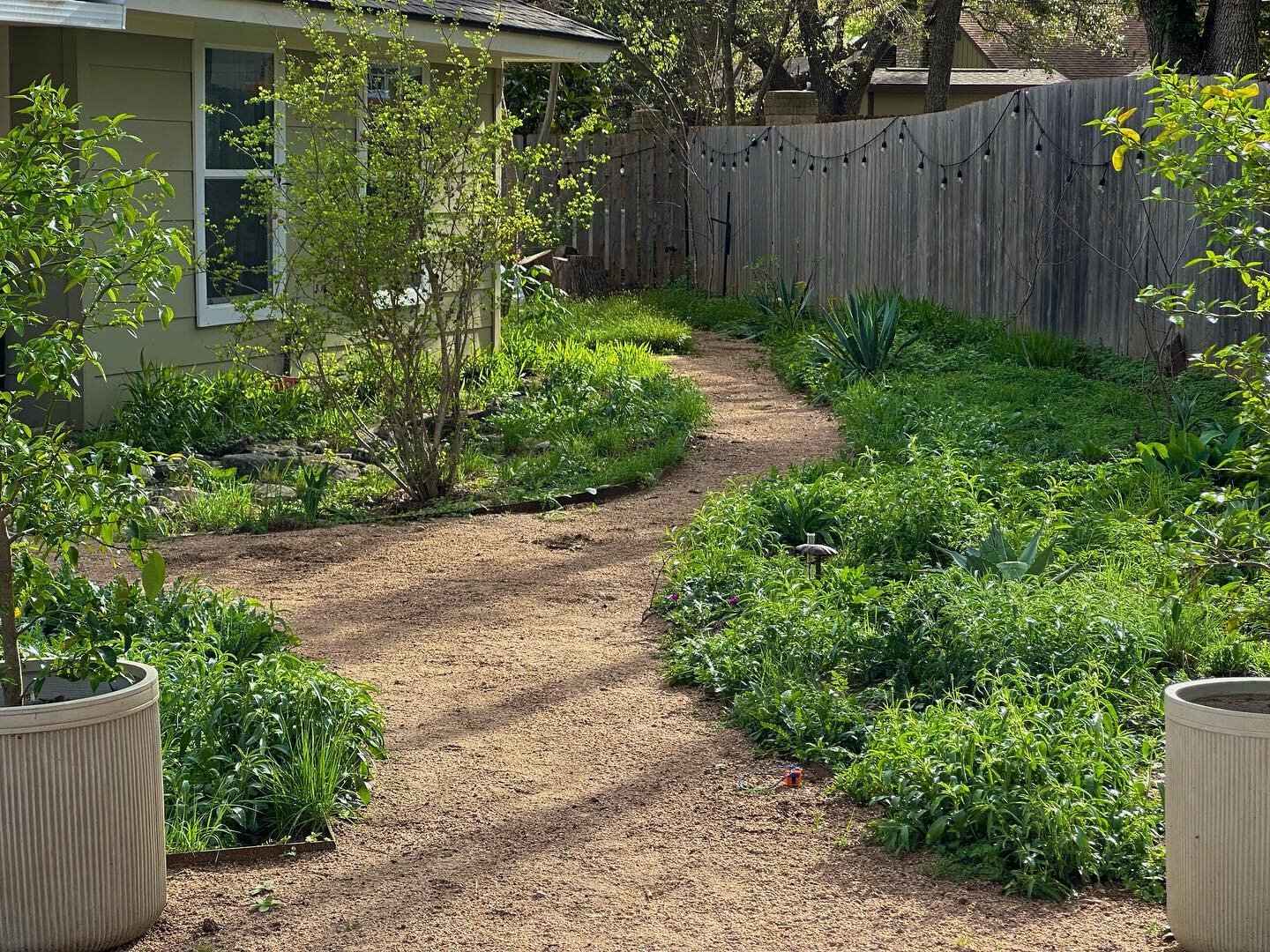 The spring garden is springing! Nothing is in flower yet, but in a couple weeks it will be a sea of blue and yellow, with our native Salvia &lsquo;mealy blue&rsquo; and Engelmann daisy, and close on their heels comes the purple stalks of Brazos Penst