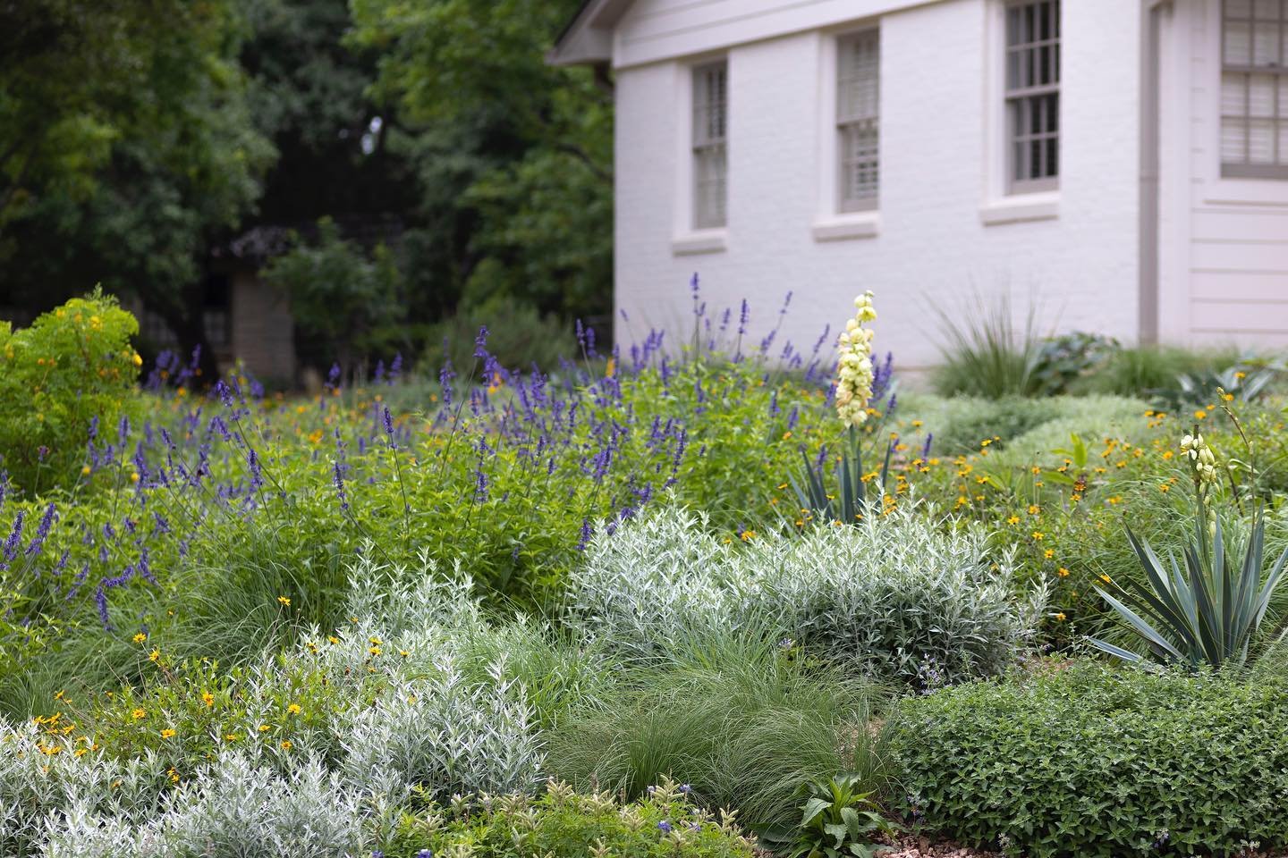 A little less than a year ago we ripped out a huge swath of lawn and replaced it with a designed meadow mix of grasses, yuccas, perennials and ornamental trees. We have been planting similar mixes a lot this year in full sun sites. The grasses provid