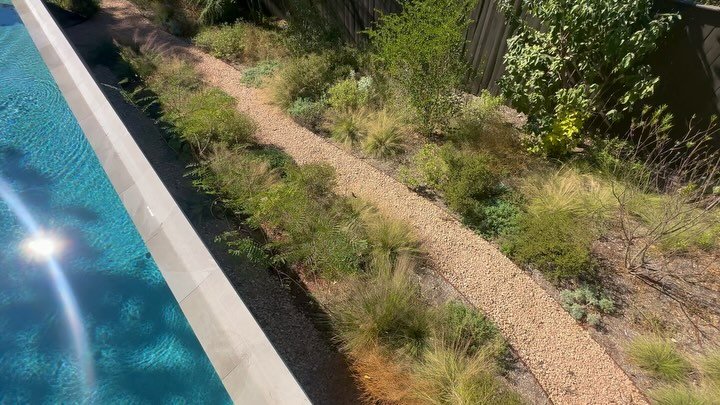 Quick stop at another spring project and it&rsquo;s looking great! We use this plant combo a lot, and tweaked it for this yard that has a lot of tricky microclimates due to the high wall of the pool, tall fence, steep slope, and surrounding trees. I 