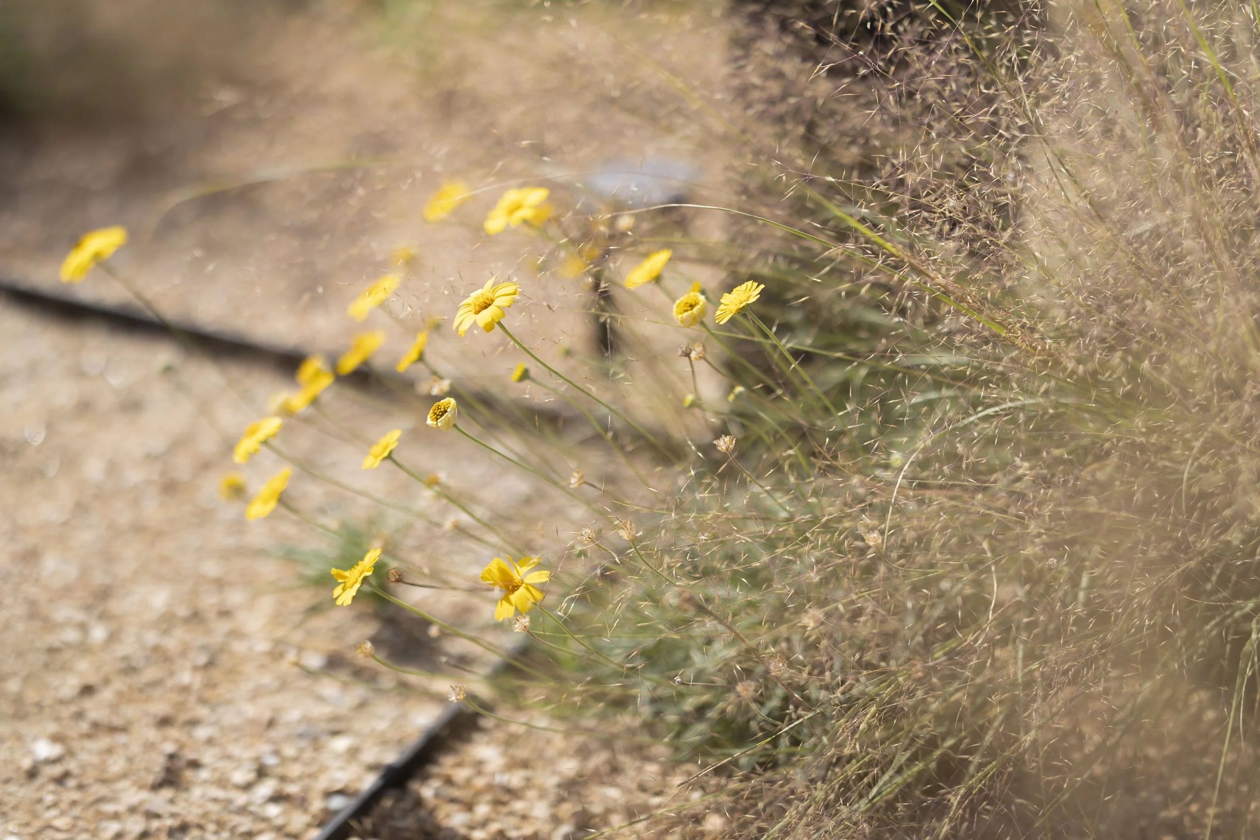 Cerro Castellan_44.jpg