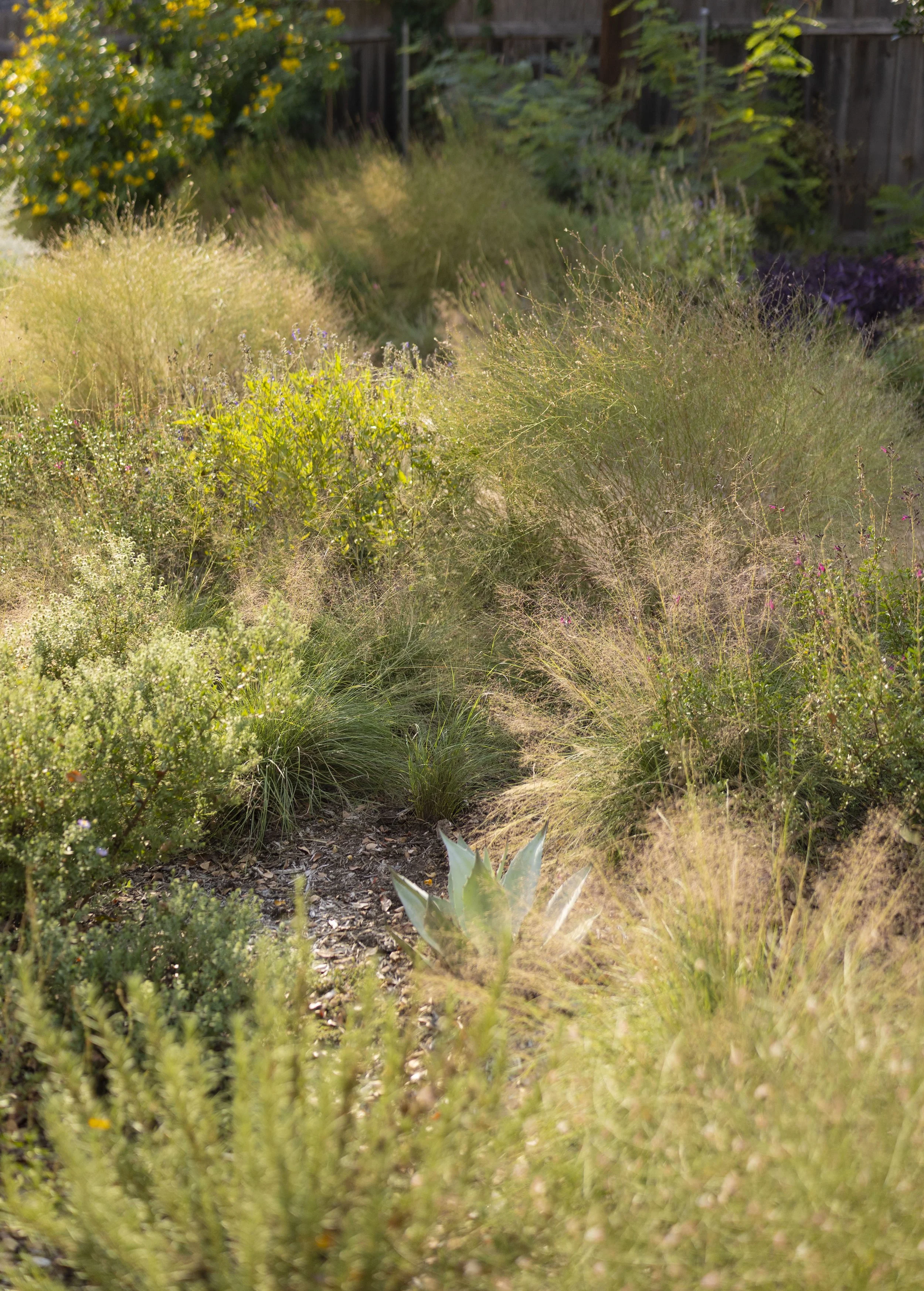 Shadow Mountain_35.jpg