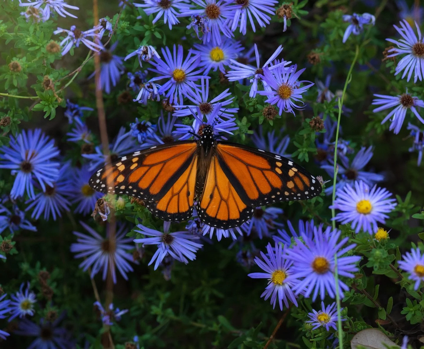 AND THE WINNER IS&hellip;.@shivaramashettym !! He&rsquo;ll be receiving a $250 gift card to @greensleeves_nursery. We only have one winner because we only had one submission but he must&rsquo;ve scared away the competition because look at these photo