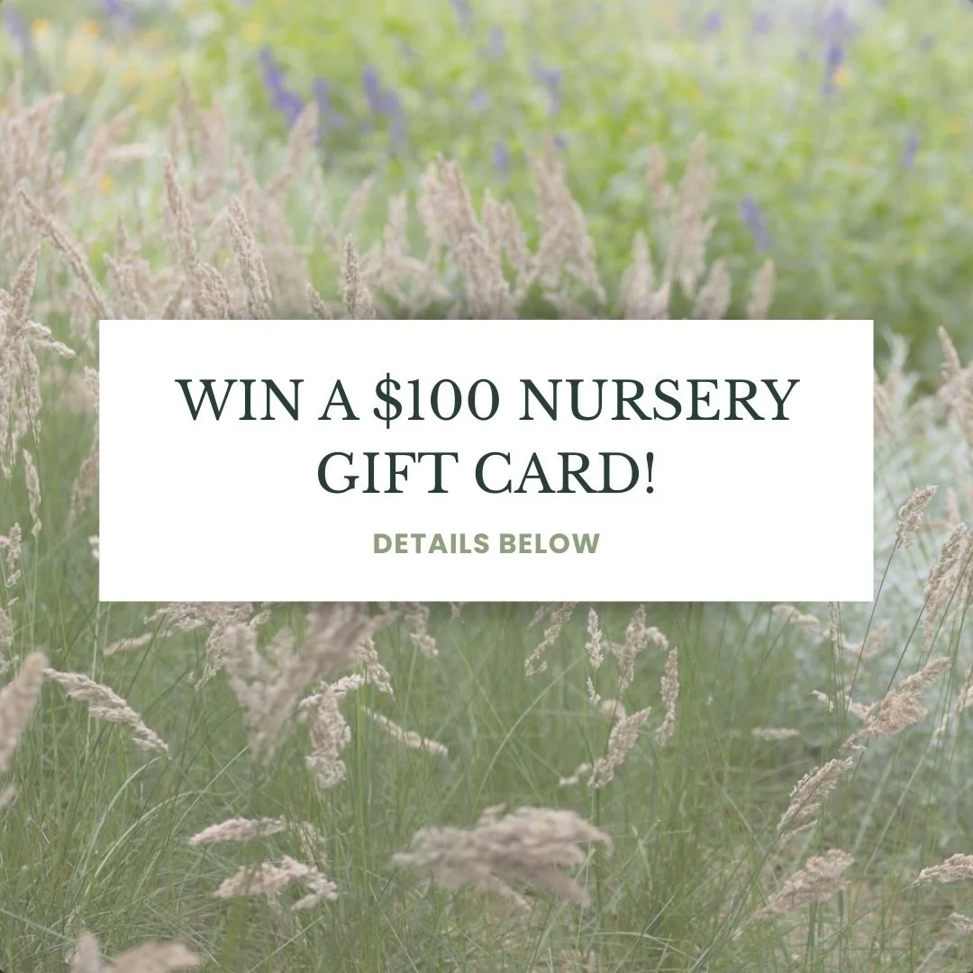 We&rsquo;re extending the deadline for submissions to the Native Son Gardens&rsquo; garden photo contest through this Friday, November 28th! The winner gets a $100 gift card to Greensleeves nursery, with all other selected photos receiving $50 gift c