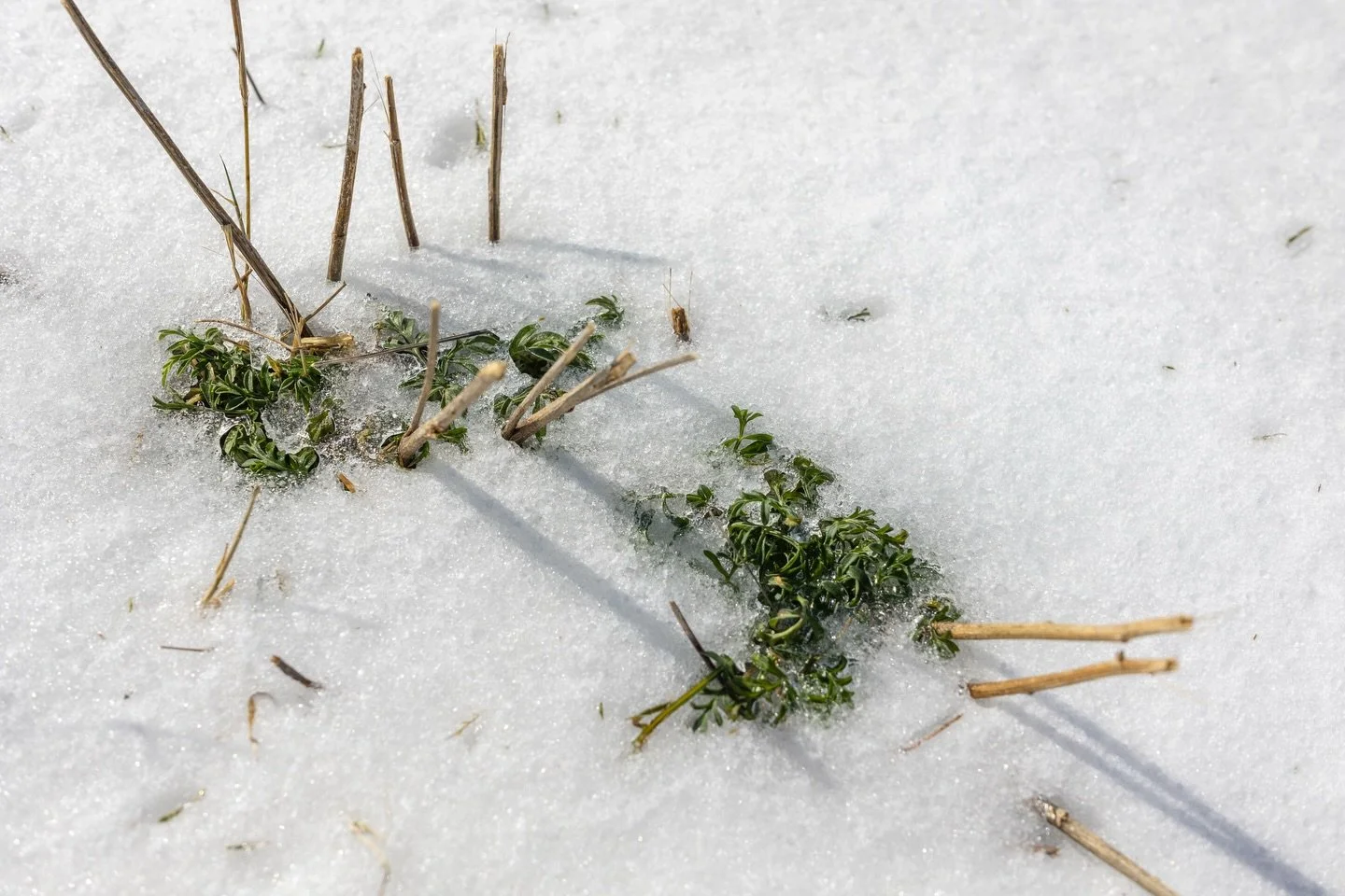 Death and rebirth. Some plants fade away so others can take their place. The cold, the ice, the snow, all the weight push down forcing a deeper pause than life usually wants to take. 

When the heat returns there will be more room for new growth, mor