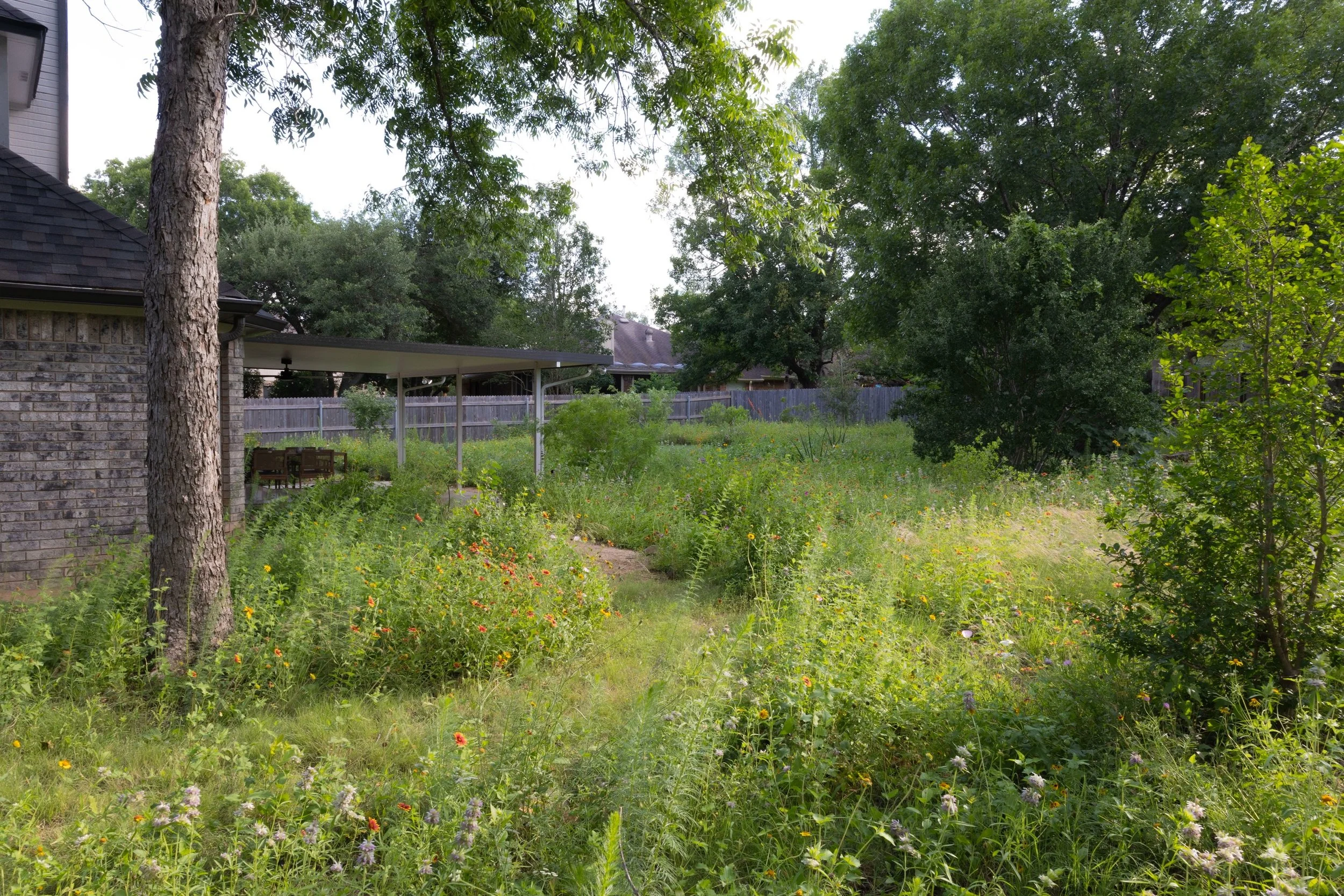 May in Texas is big and green. Late spring flowers are near their peak and native grasses are starting to fill out. This is the second year of growth for this garden. We seeded last spring and had good growth last summer. This year is fuller and the 