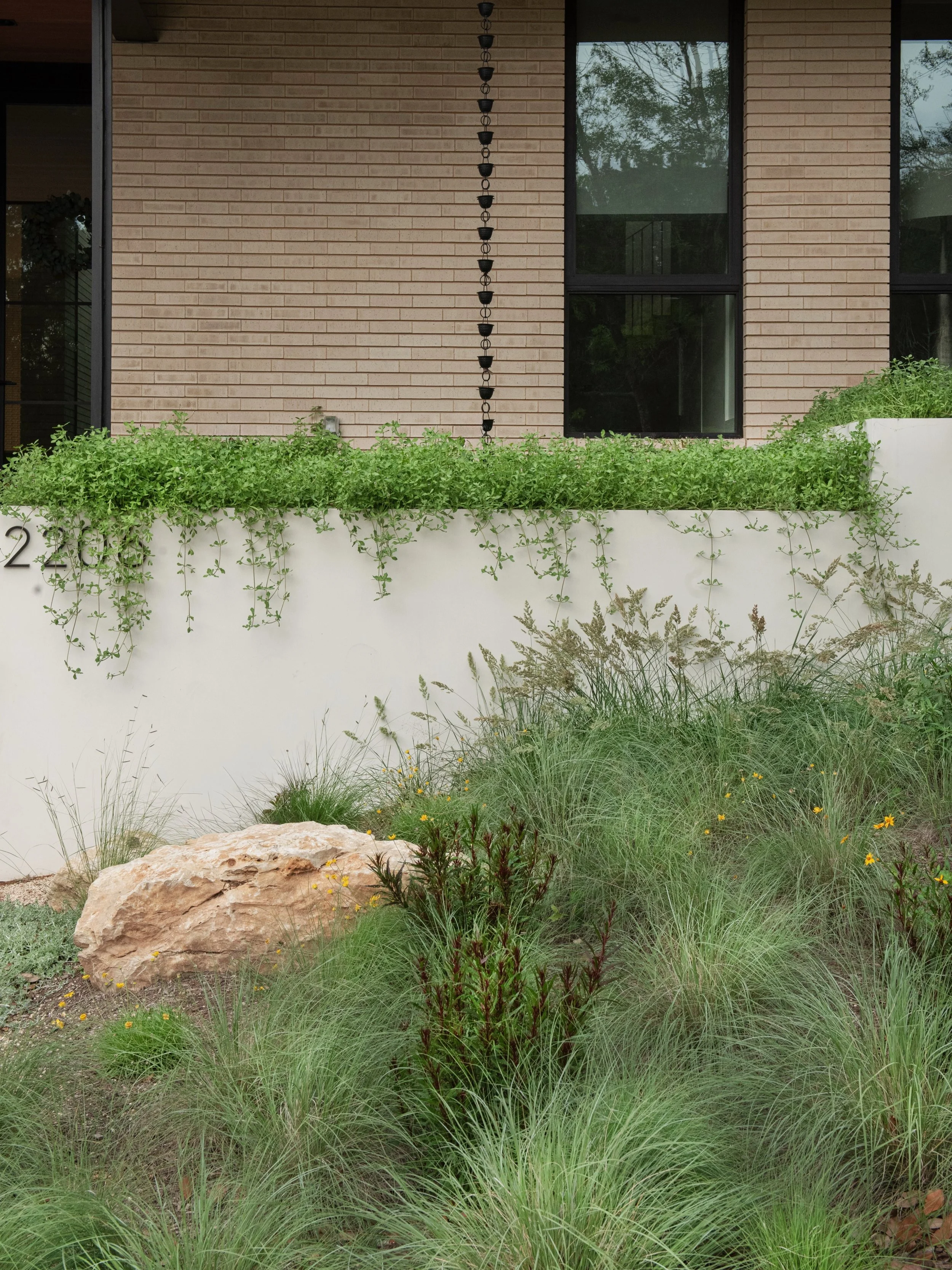 The entryway to a home should be a warm, inviting, exciting place to return to everyday. For this new home by @coxist_studio we blended cool and warm season grasses (Texas Bluegrass, Seep Muhly, Blue Grama) to give year round structure. Four nerve da