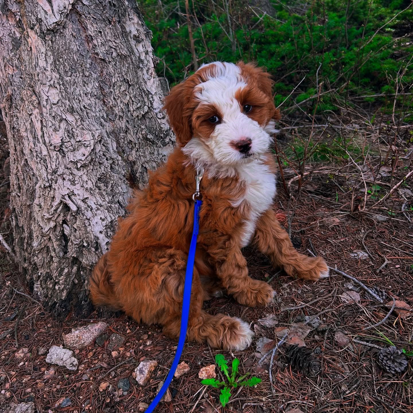Welcome to the family, Birdie! Her litter was named after golf terms and with that also being the name of my main character of #inthebeautifuldark it felt like she was meant to be with us. Puppy days are fun and exhausting and full of love and snuggl
