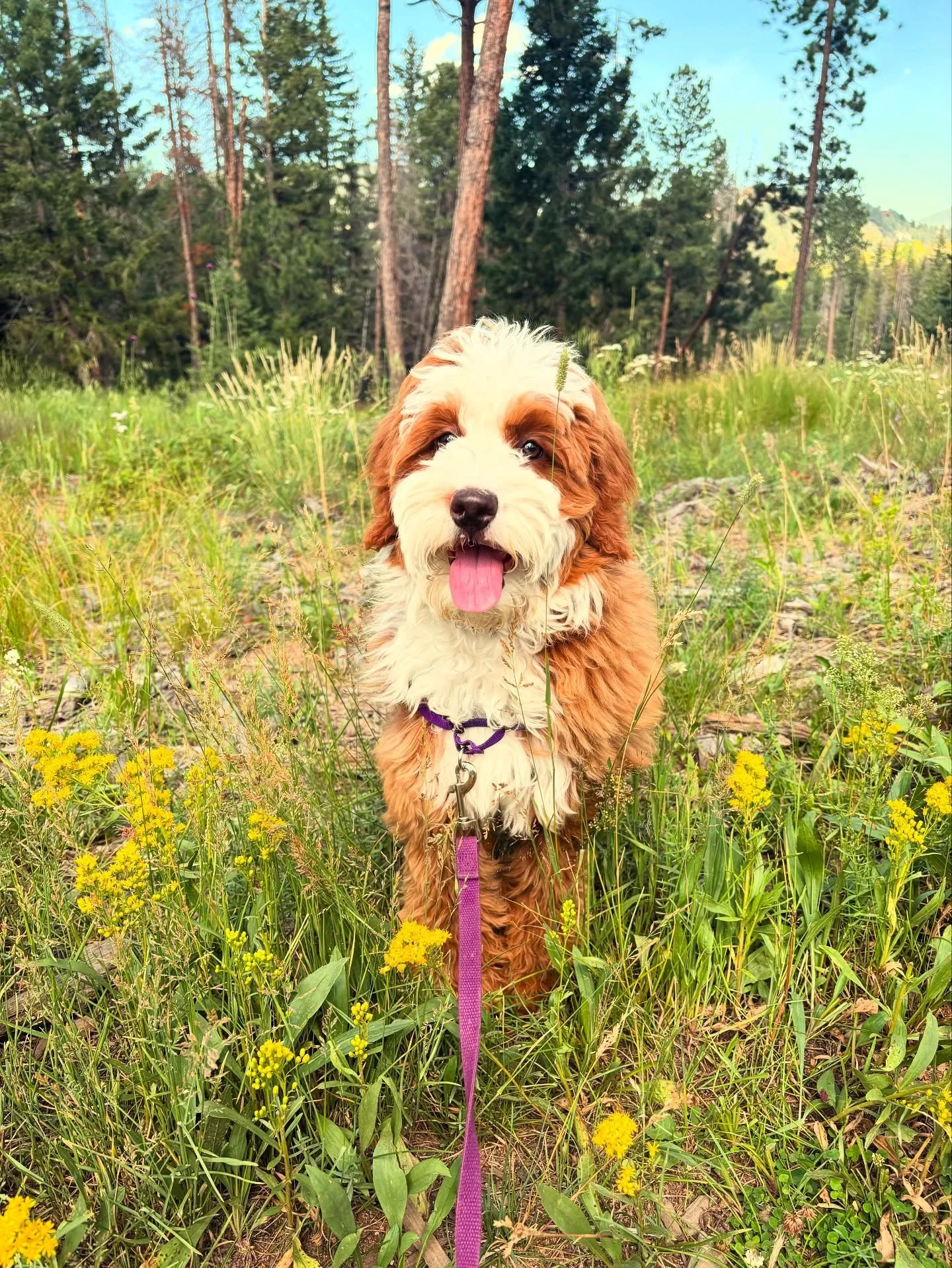 Birdie&rsquo;s first hike.🥾🐶🌲