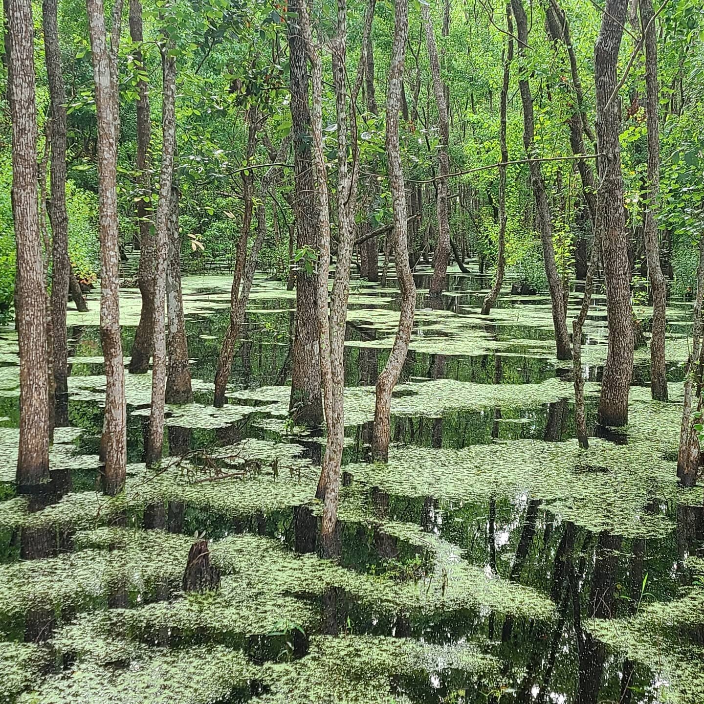 If you're wondering where I went; I moved!

Honestly it feels like a dream that I was ever away from this land. 

From this home. 

I feel like I've always been here. It's as natural as breathing. 

I'm exploring, finding swamps and forests and beaut