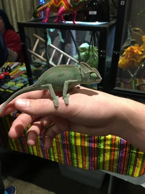 Chameleon at St. Louis Reptile Show