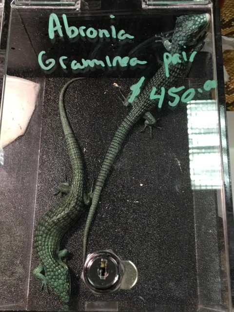 Arboreal Alligator Lizards at St. Louis Reptile Show