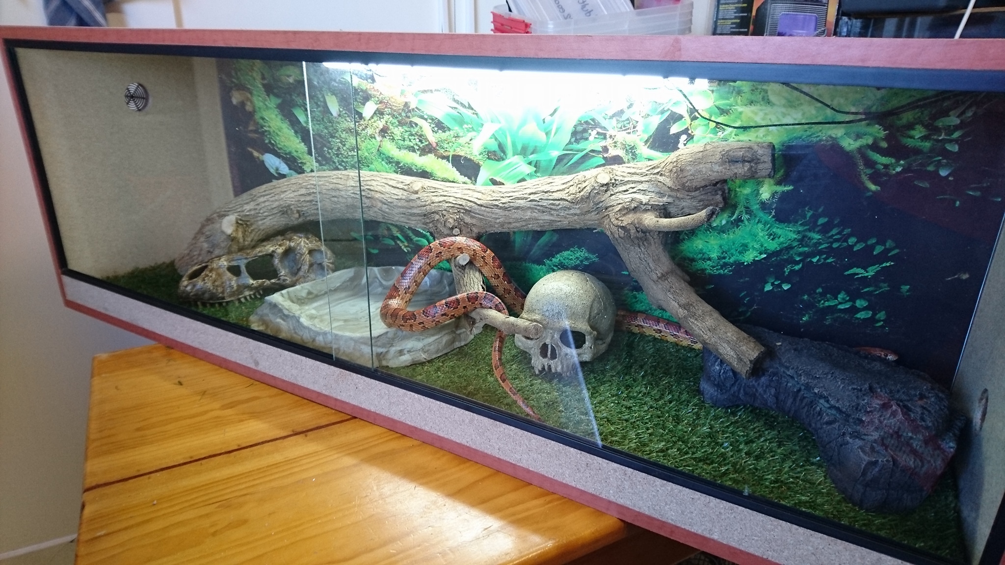 Buying a Tank for your Reptile