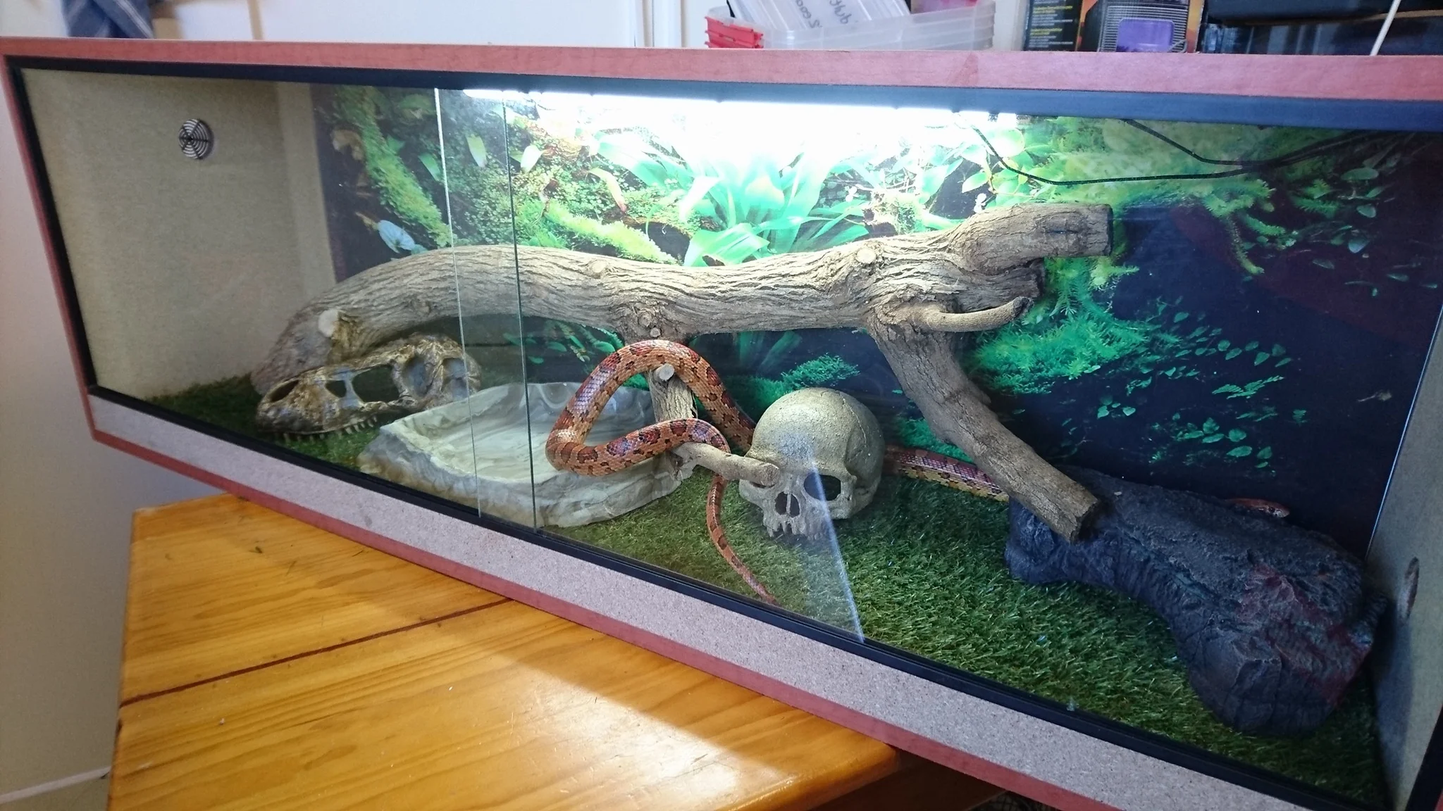 Reptile Tank.jpg